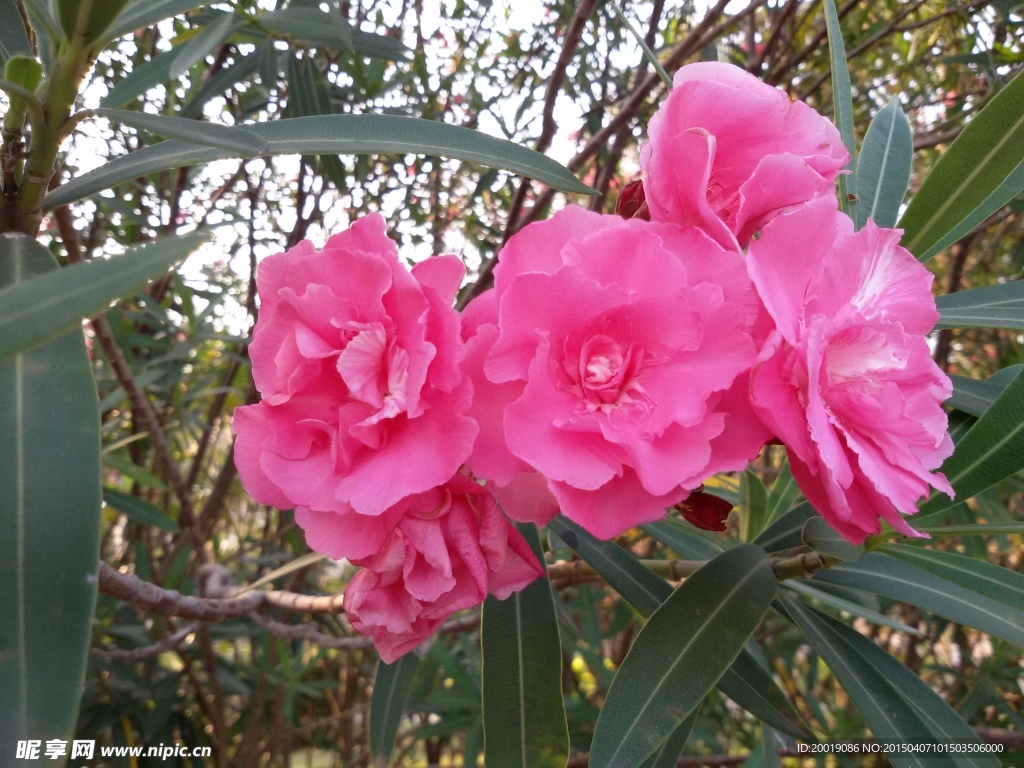 茶花