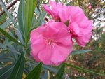 山茶花