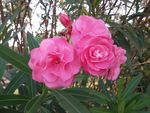 山茶花