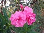 山茶花