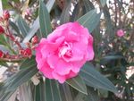 山茶花