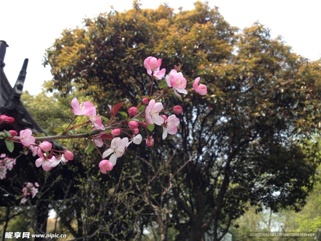 桃花