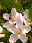 蜂采蜜