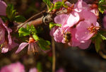 蜜蜂采蜜