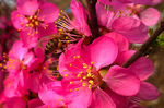 蜂恋花