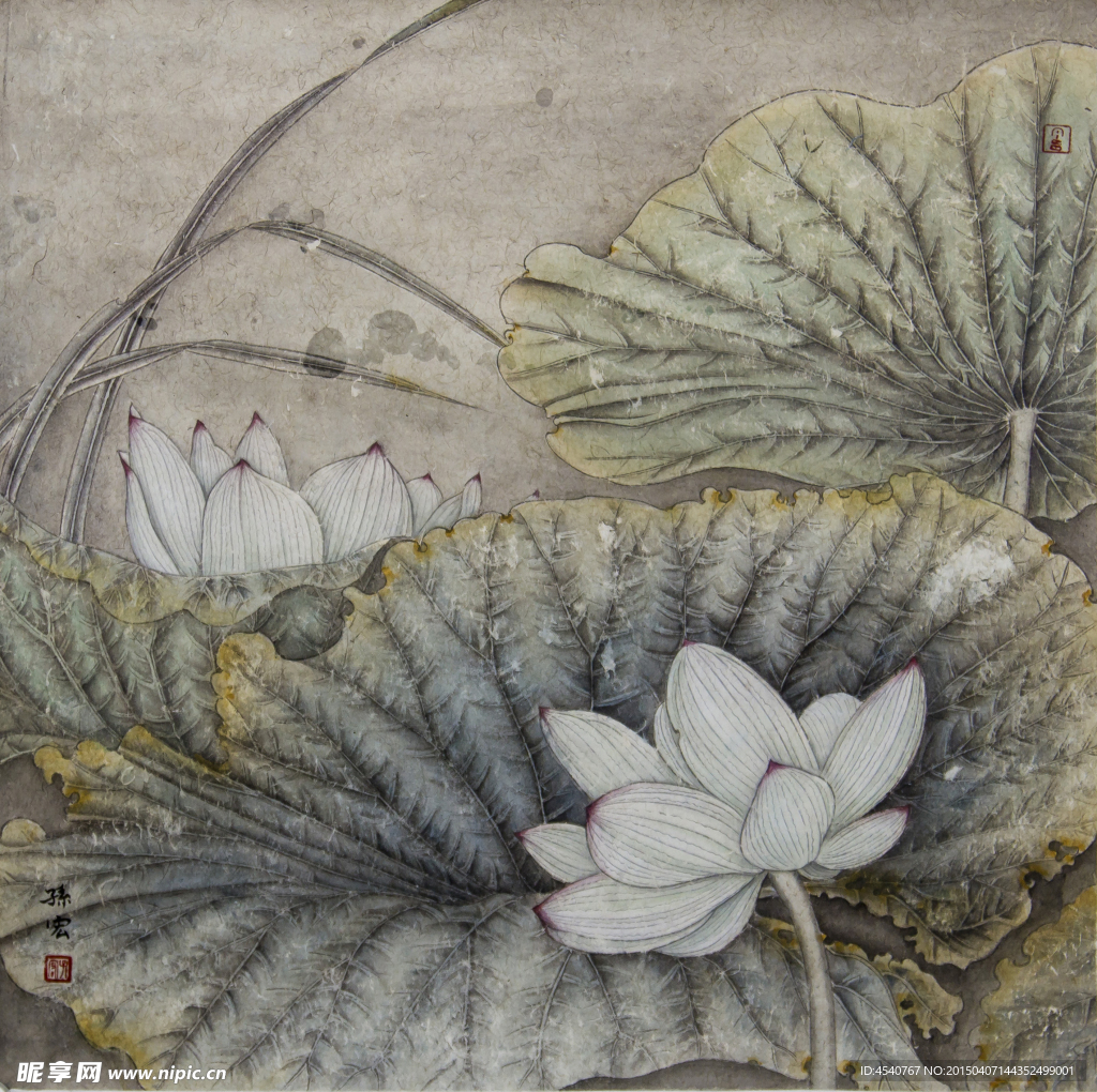 荷花