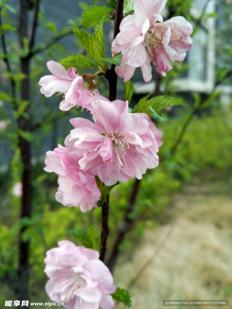 粉色桃花