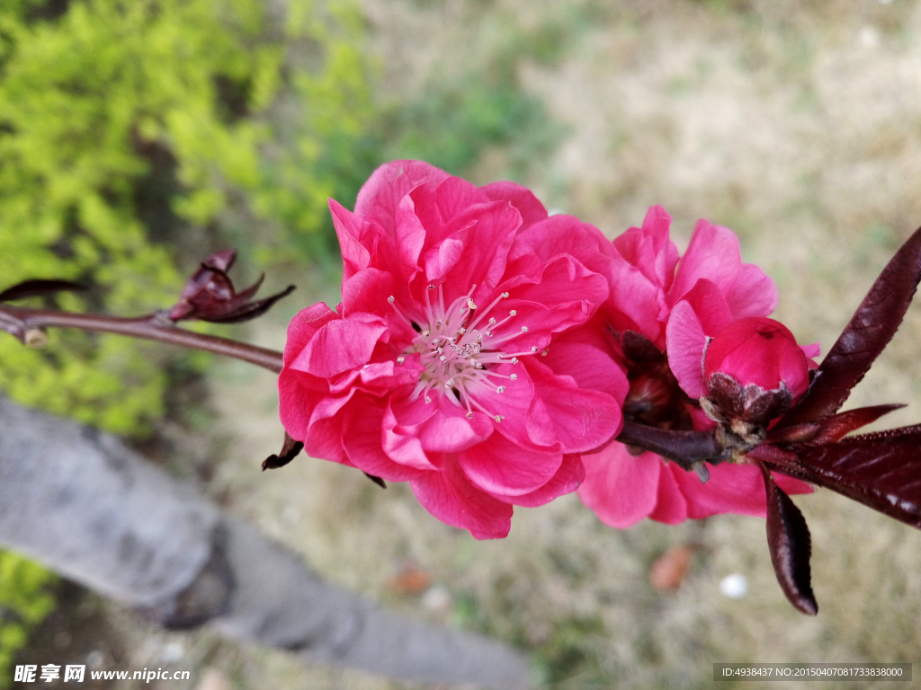 桃花
