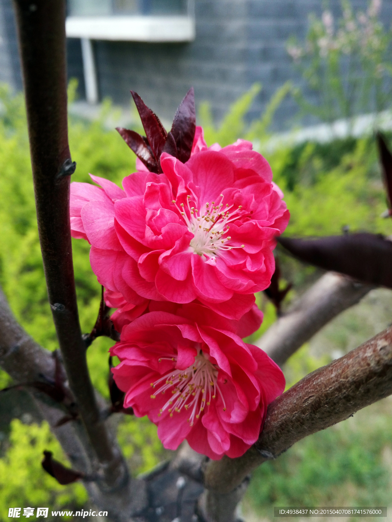 红桃花