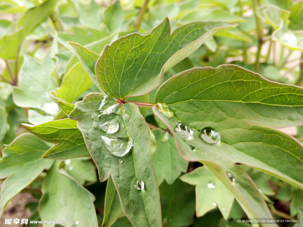 水珠