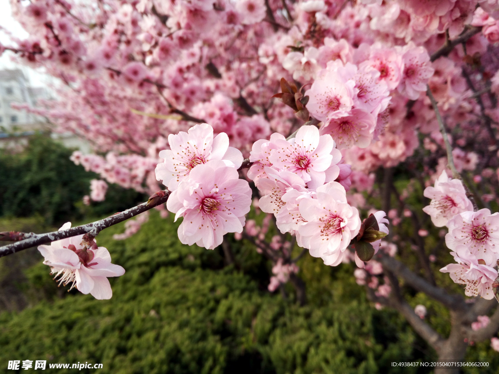 樱花