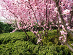 樱花树