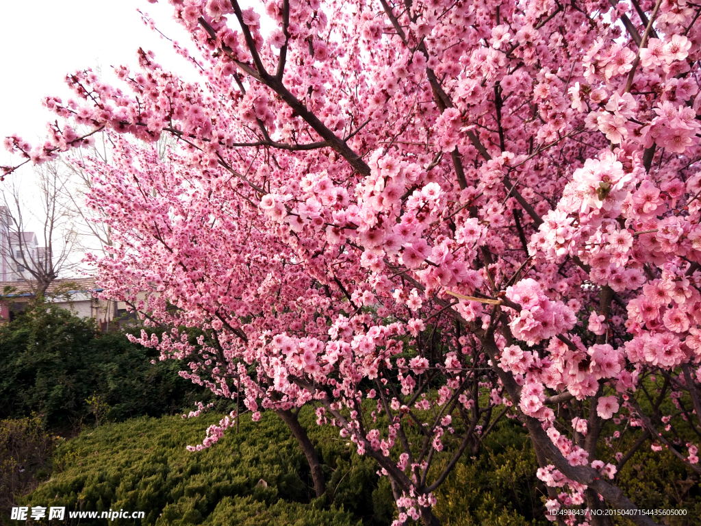 樱花树