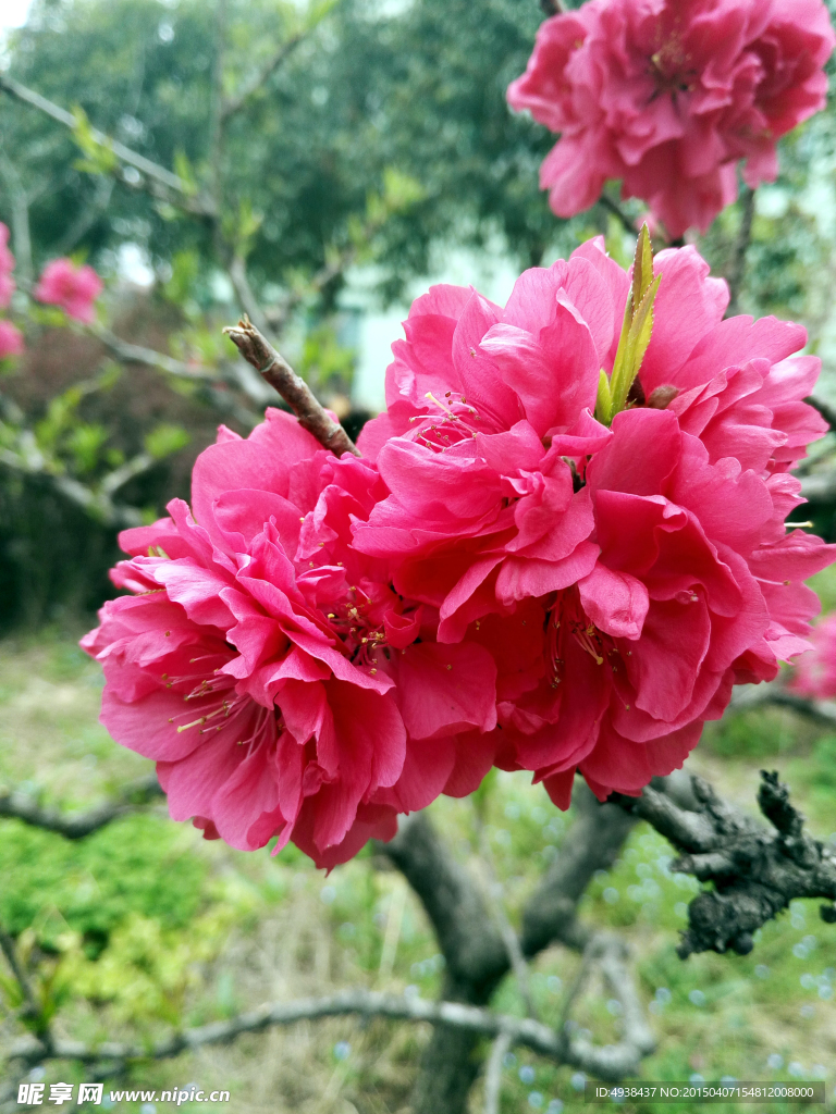 红桃花