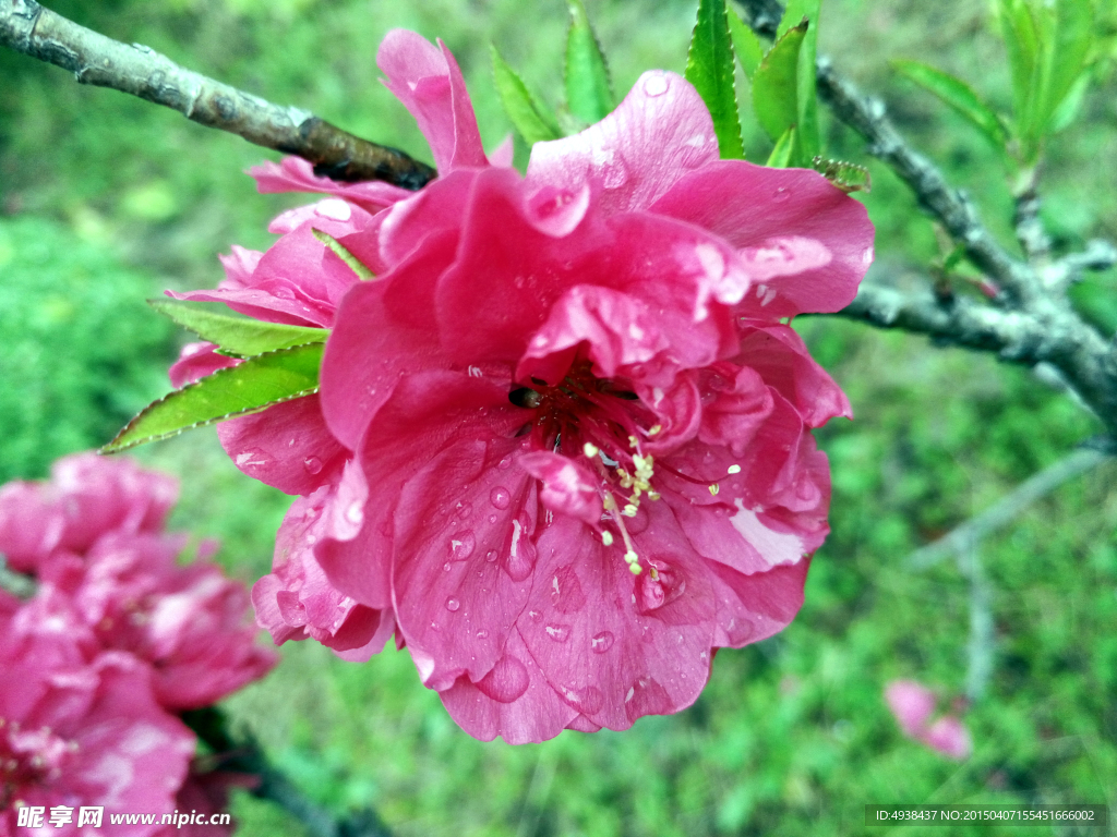 红桃花