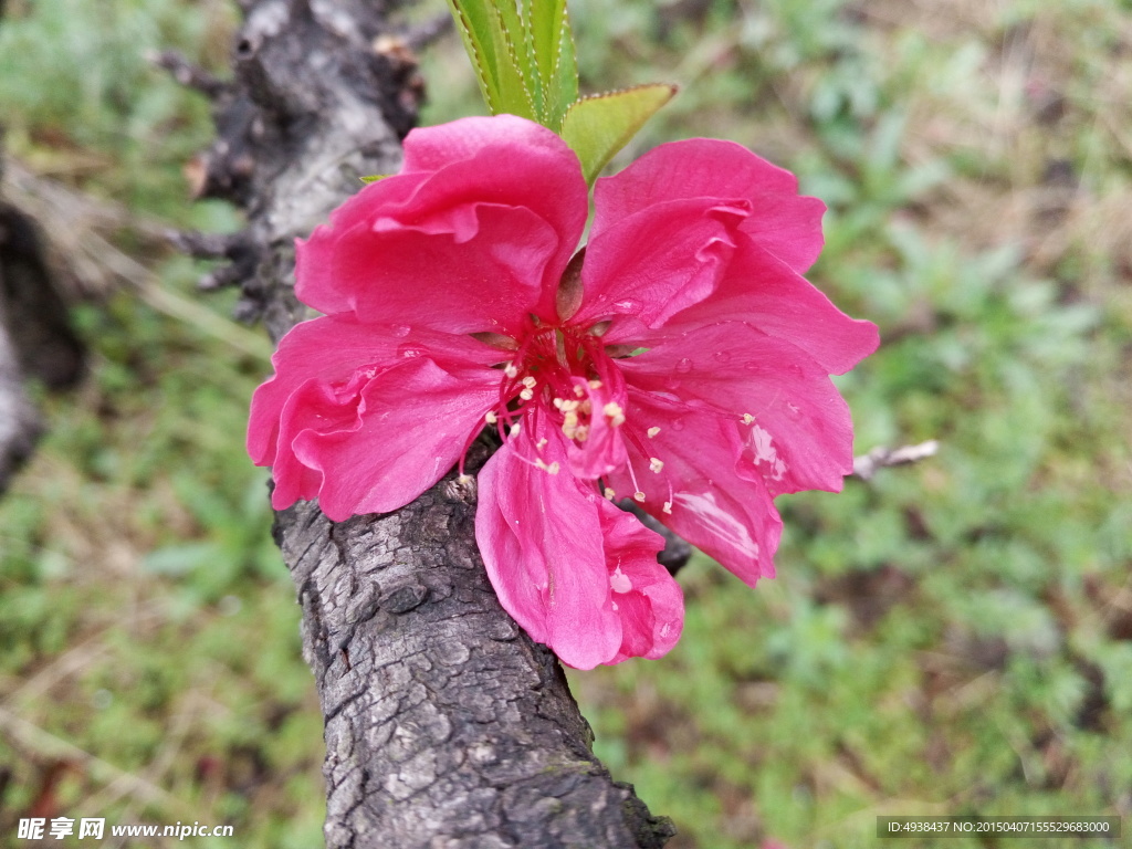 红桃花