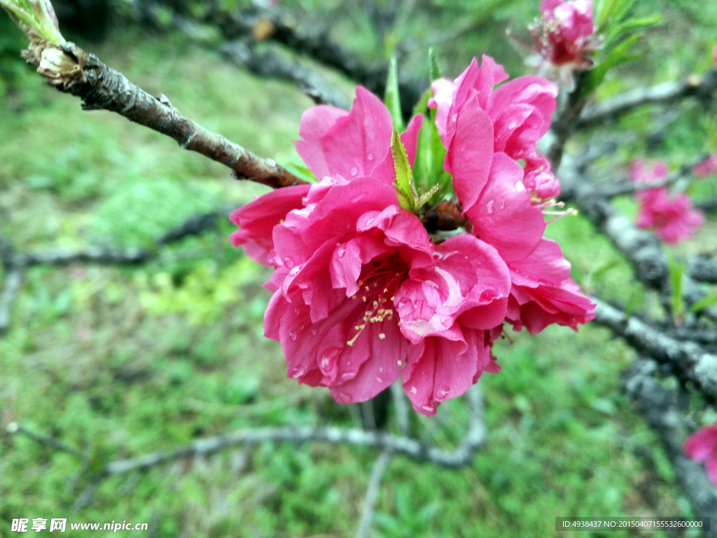 桃花