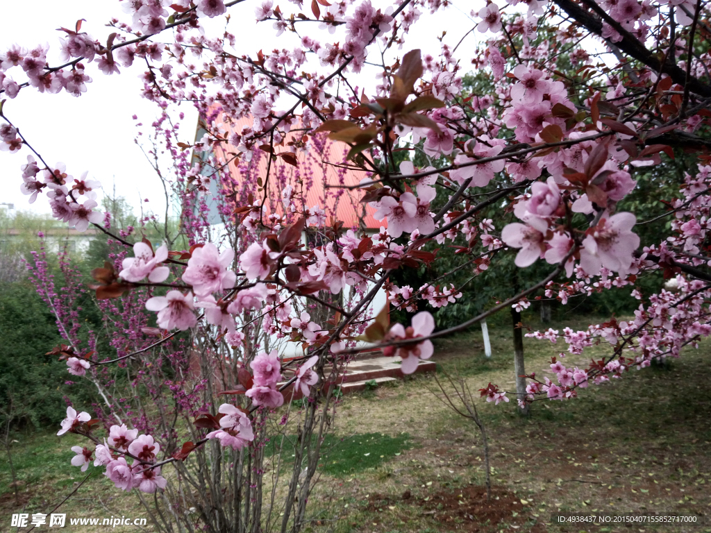 樱花