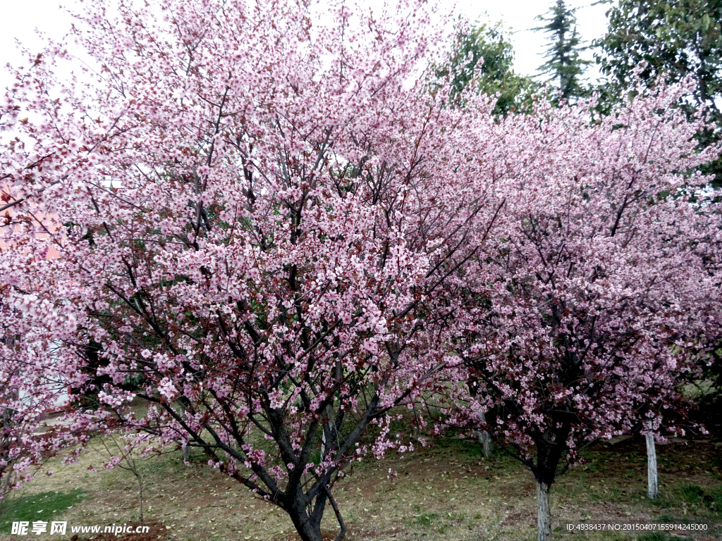 樱花