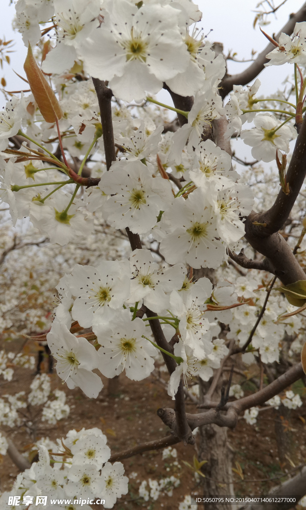 梨花