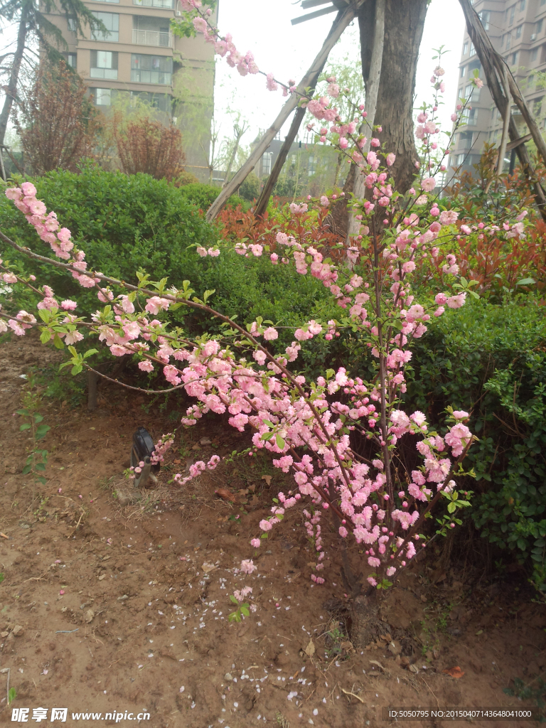 桃花盛开
