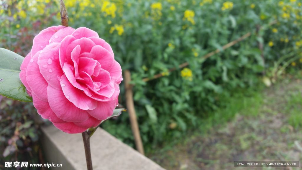 美丽的茶花
