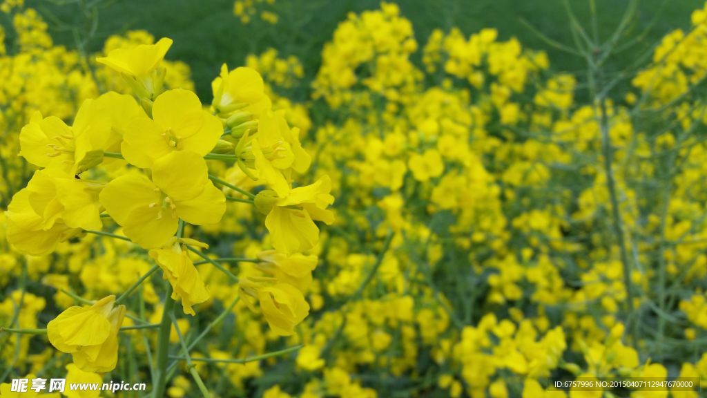 油菜花