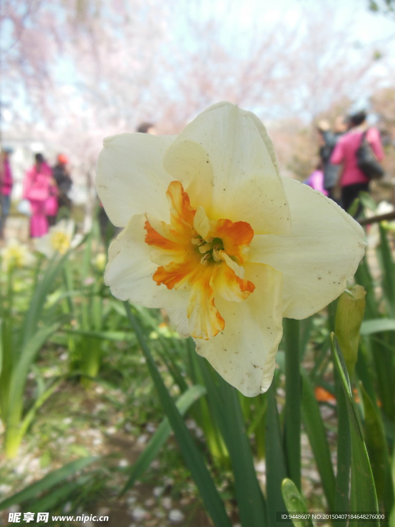 水仙花
