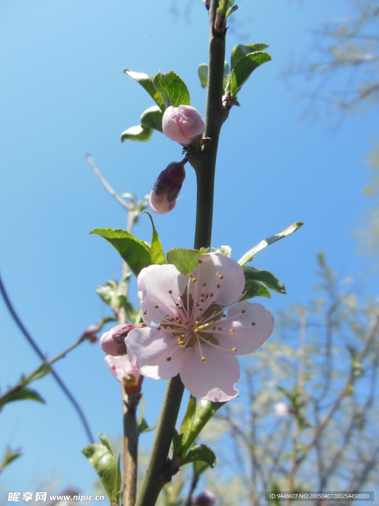 高清桃花