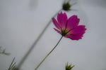 格桑花