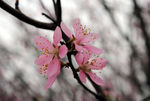 粉红花 桃花