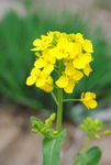 油菜花