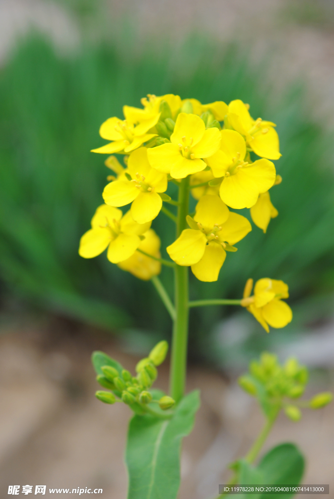 油菜花