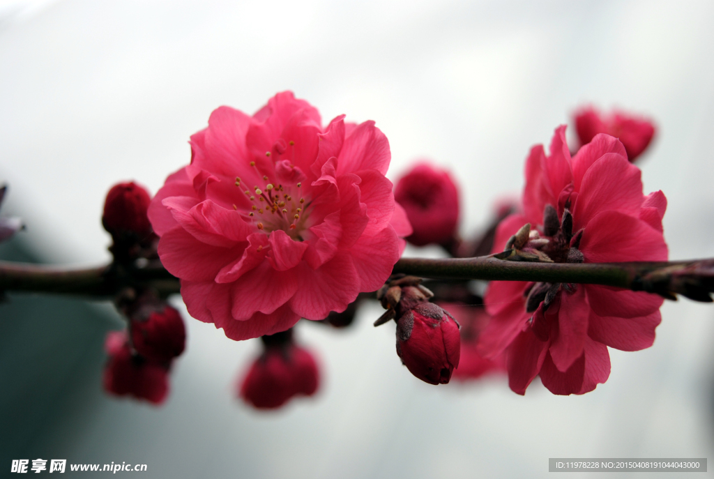 红花桃花