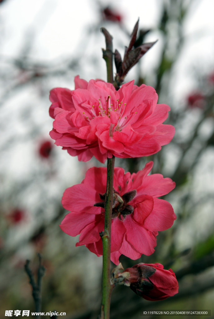 桃花