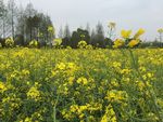 油菜花地