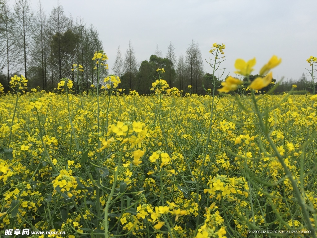 油菜花地