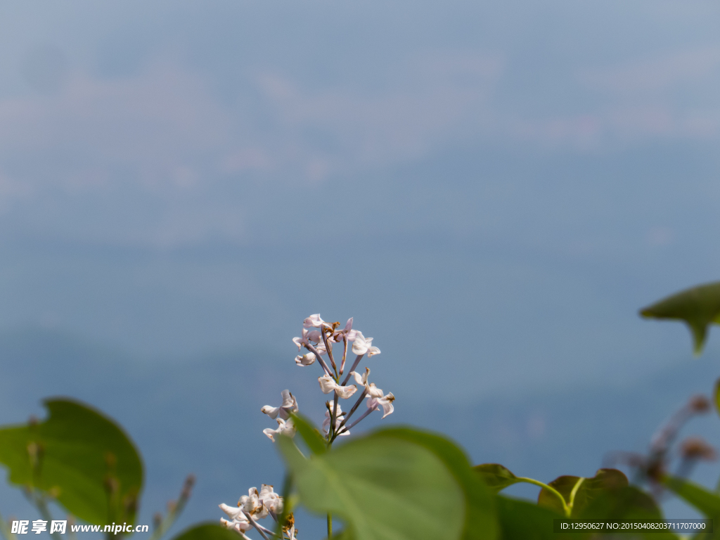 小花