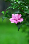 木槿花