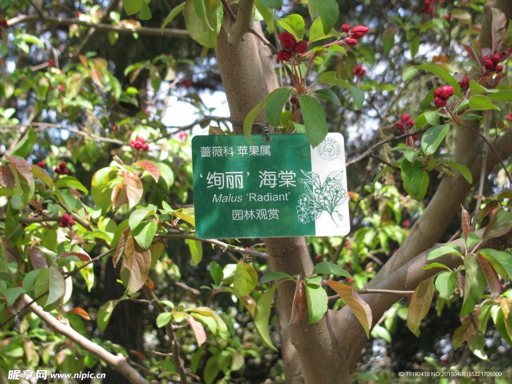 海棠花