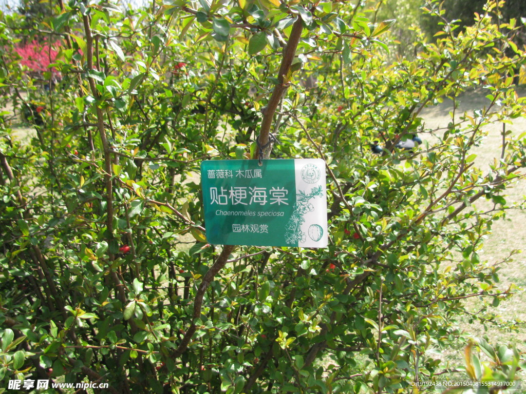 海棠花