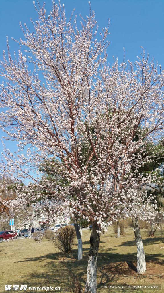 春天满树的桃花