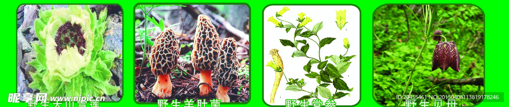 名贵药材