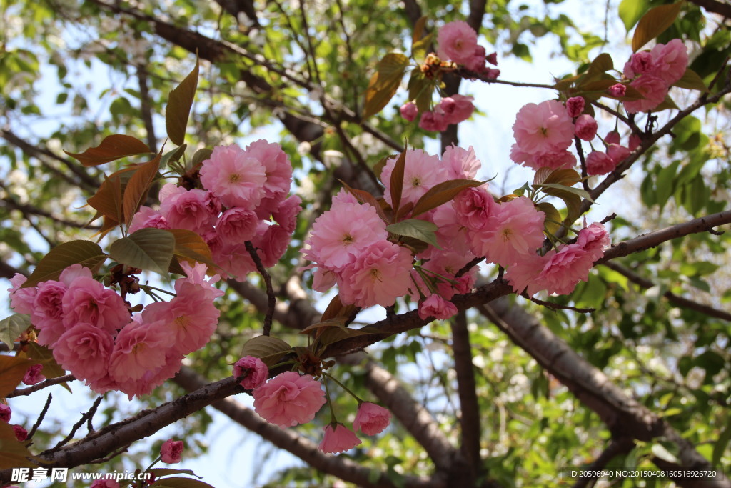 粉色樱花