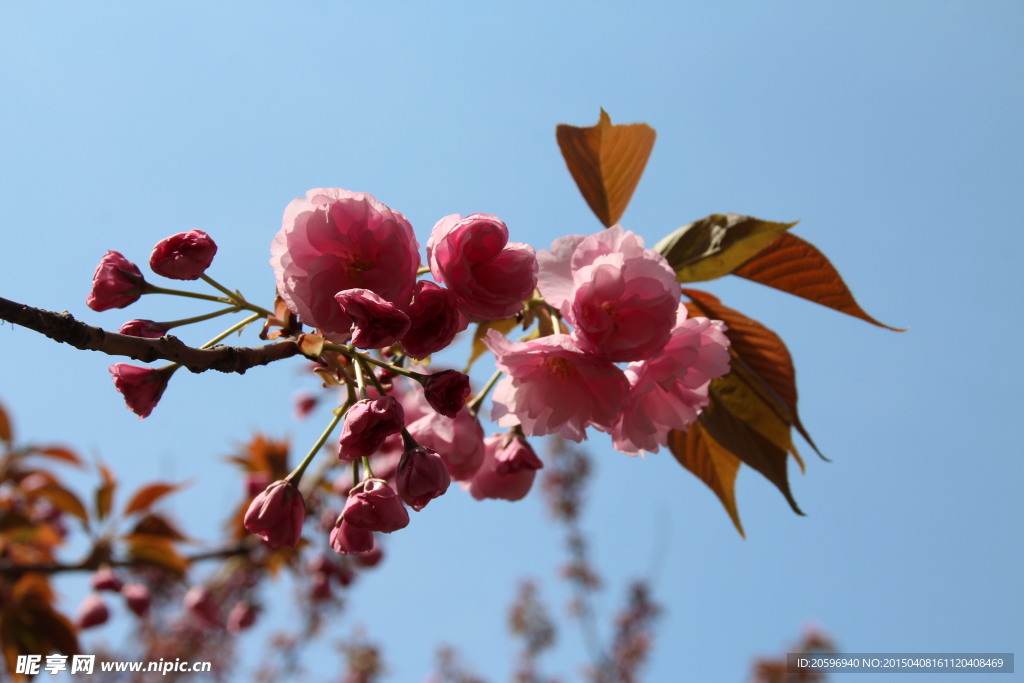 粉色樱花