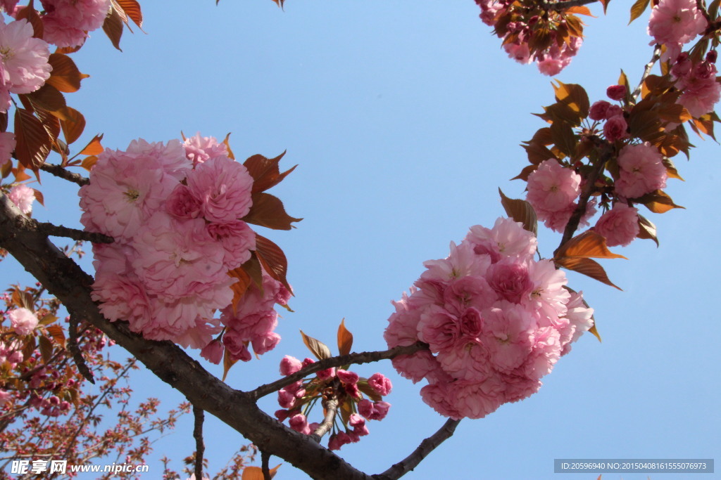 粉色樱花