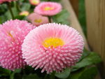 翠菊