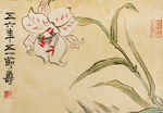 玉兰花