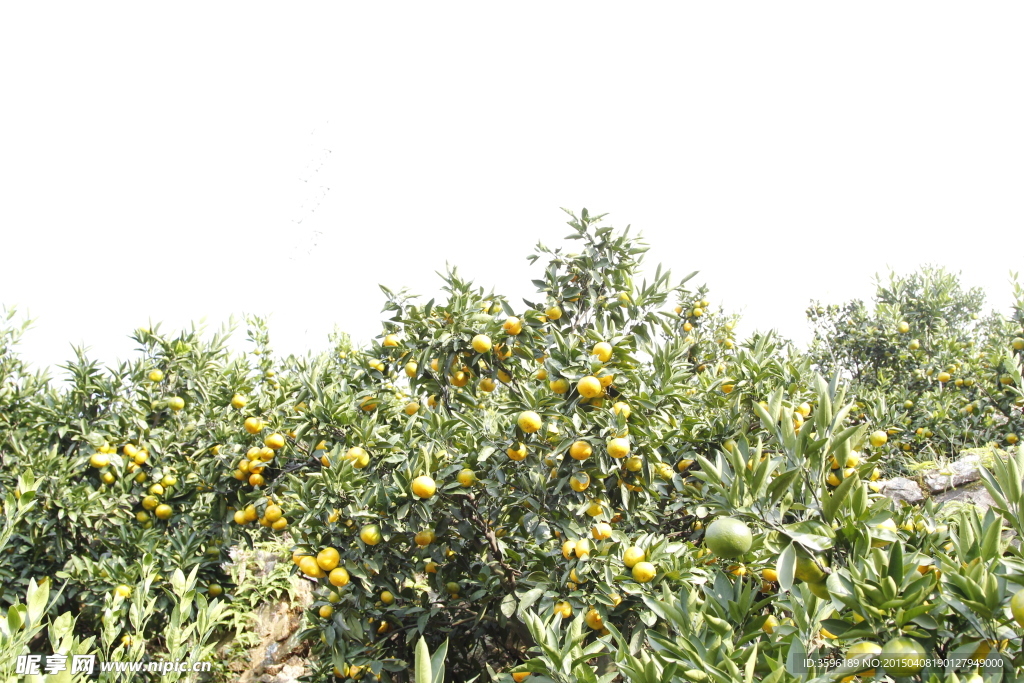 涌泉蜜桔