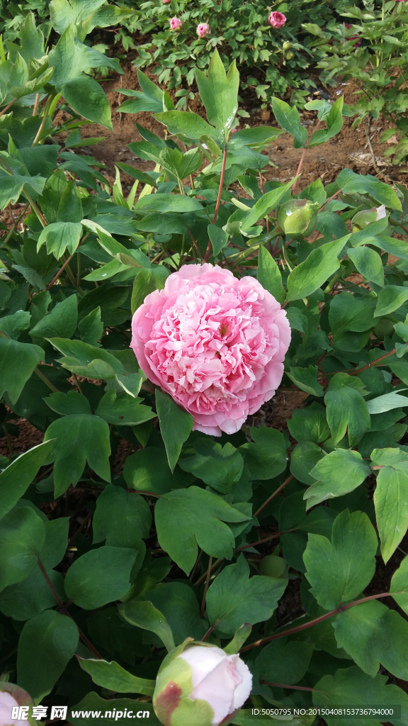 牡丹花